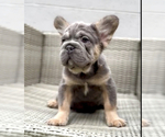 Small #12 French Bulldog