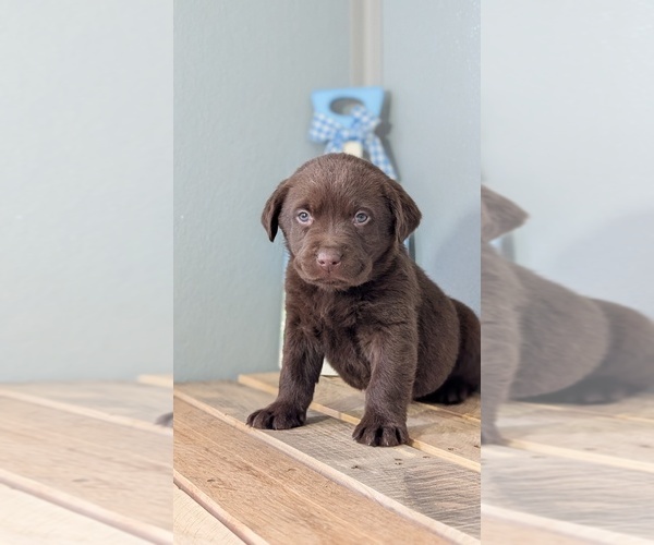 Medium Photo #3 Labrador Retriever Puppy For Sale in GOSHEN, IN, USA