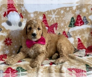 Goldendoodle Puppy for sale in LANCASTER, PA, USA