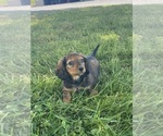 Small #2 Dachshund