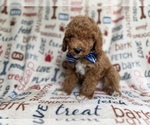 Small #2 Cockapoo (Miniature)