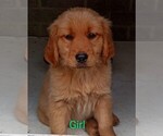 Small Photo #1 Golden Retriever Puppy For Sale in WAKE FOREST, NC, USA