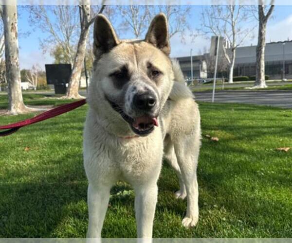 Medium Photo #2 Akita Puppy For Sale in Martinez, CA, USA