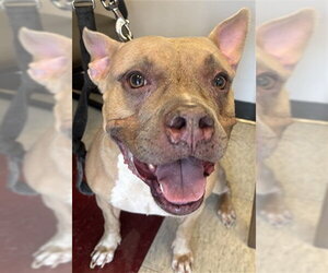 American Bulldog Dogs for adoption in Plano, TX, USA