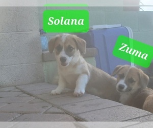 Aussie-Corgi Puppy for sale in TUCSON, AZ, USA