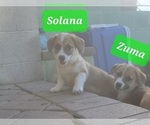 Image preview for Ad Listing. Nickname: Litter of 5