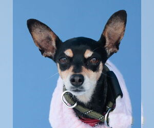 Miniature Pinscher Dogs for adoption in Pasadena, CA, USA