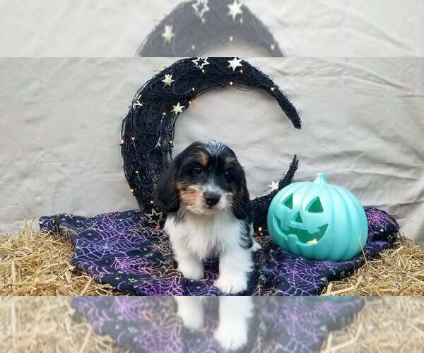 Medium Photo #1 Schweenie Puppy For Sale in BOWLING GREEN, KY, USA