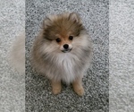 Puppy PRESLEY Pomeranian