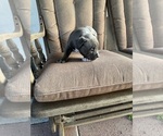 Small Photo #4 American Bully Puppy For Sale in LAFAYETTE, LA, USA