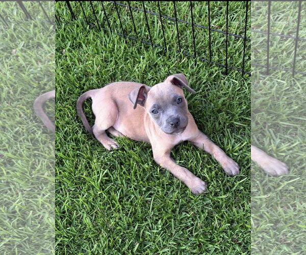 Medium Photo #1 Mutt Puppy For Sale in Euless, TX, USA