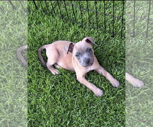 Mutt Dogs for adoption in Euless, TX, USA