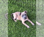 Boone - Male Mutt Dog for Adoption - Small photo