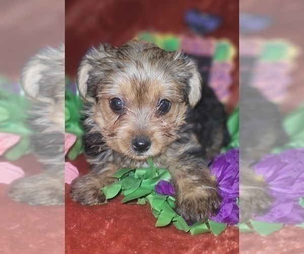 Medium Photo #37 Yorkshire Terrier Puppy For Sale in AKRON, OH, USA