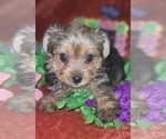 Small Photo #37 Yorkshire Terrier Puppy For Sale in AKRON, OH, USA