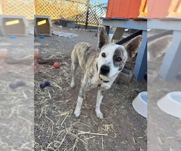 Medium Photo #6 Mutt Puppy For Sale in Williamsburg, NM, USA