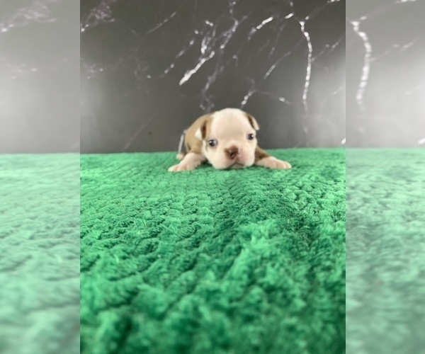 Medium Photo #15 Boston Terrier Puppy For Sale in TULARE, CA, USA