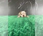 Small #14 Boston Terrier