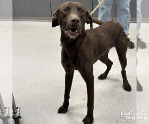 Labrador Retriever-Unknown Mix Dogs for adoption in Washington, DC, USA