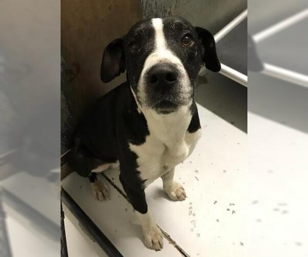 Medium Photo #1 Collie-Labrador Retriever Mix Puppy For Sale in Conroe, TX, USA