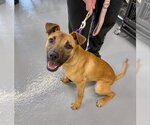Small #2 Black Mouth Cur Mix