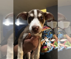 American Staffordshire Terrier-Siberian Husky Mix Puppy for sale in PROVIDENCE, RI, USA