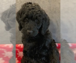 Goldendoodle Puppy for Sale in PIERSON, Florida USA