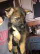 Small Photo #6 German Shepherd Dog Puppy For Sale in BIRMINGHAM, PA, USA