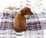 Small #4 Dachshund
