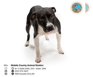 American Bulldog Dogs for adoption in Mobile, AL, USA