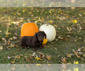 Dachshund Puppy for sale in BREMEN, IN, USA