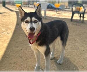 Siberian Husky Dogs for adoption in Martinez, CA, USA