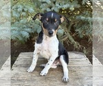 Small #2 Rat Terrier
