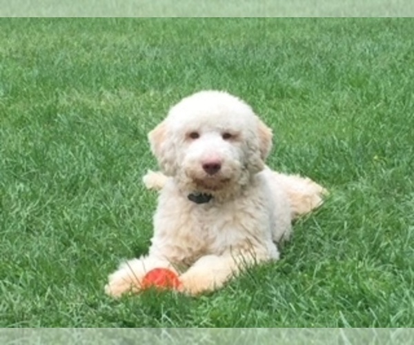 Medium Photo #1 Lagotto Romagnolo Puppy For Sale in SCARSDALE, NY, USA