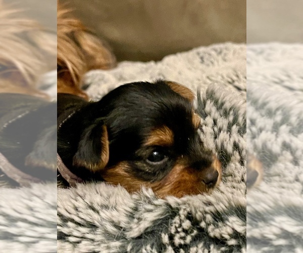 Medium Photo #14 Yorkshire Terrier Puppy For Sale in WOODSTOCK, CT, USA