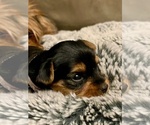 Small Photo #14 Yorkshire Terrier Puppy For Sale in WOODSTOCK, CT, USA