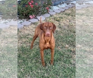Father of the Vizsla puppies born on 03/31/2025