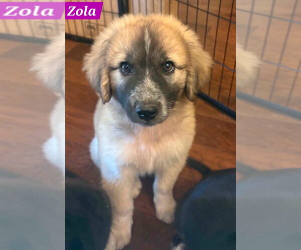 Medium Photo #2 Great Pyrenees-Unknown Mix Puppy For Sale in Alexander, AR, USA