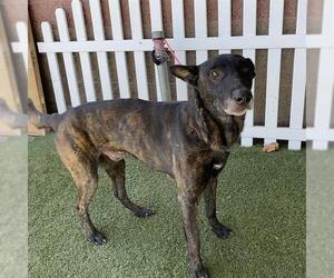 Holland Shepherd-Unknown Mix Dogs for adoption in Modesto, CA, USA