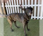 Small Holland Shepherd Mix