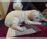 Small Photo #5 Goldendoodle Puppy For Sale in PELHAM, NH, USA