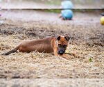 Small Photo #1 Mutt Puppy For Sale in garner, NC, USA