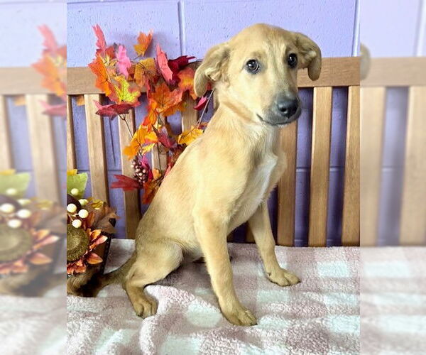 Medium Photo #2 Labrador Retriever-Unknown Mix Puppy For Sale in Genesee, WI, USA