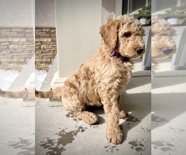 Medium Photo #4 Goldendoodle Puppy For Sale in ROGERS, MN, USA