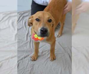 Mutt Dogs for adoption in McKinney, TX, USA