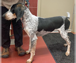 Small #4 Bluetick Coonhound