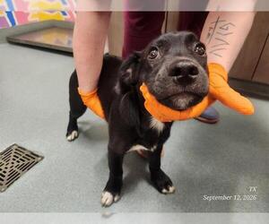 Labrador Retriever Dogs for adoption in Baytown, TX, USA