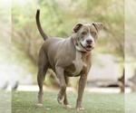 Small #3 Mutt