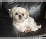 Small #5 Shih Tzu