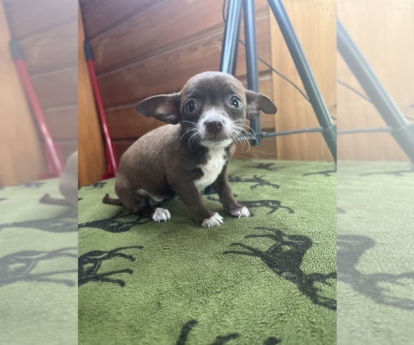 Medium Photo #9 Chihuahua Puppy For Sale in SAINT AUGUSTINE, FL, USA